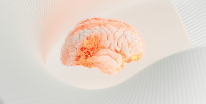 na zdjęciu znajduje się mózg