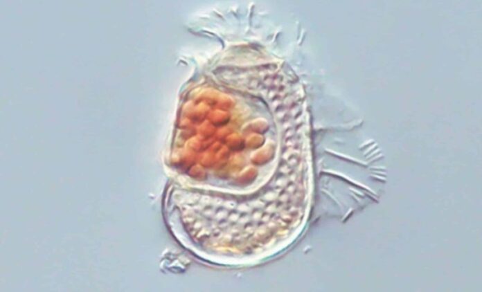 Sukunaarchaeum mirabile